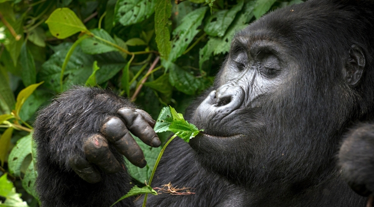 Uganda: gorilla di montagna