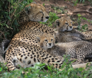 Una famiglia di ghepardi