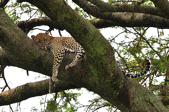 Leopardo su un ramo