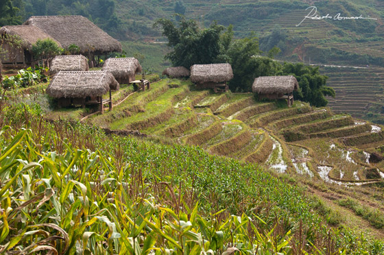 Risaie nei dintorni di Sa Pa, Vietnam Settentrionale