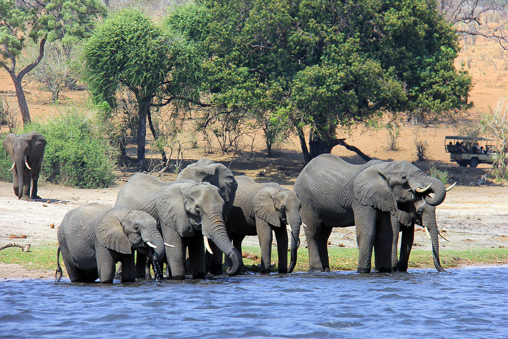 Elefanti assetati al Chobe National Park