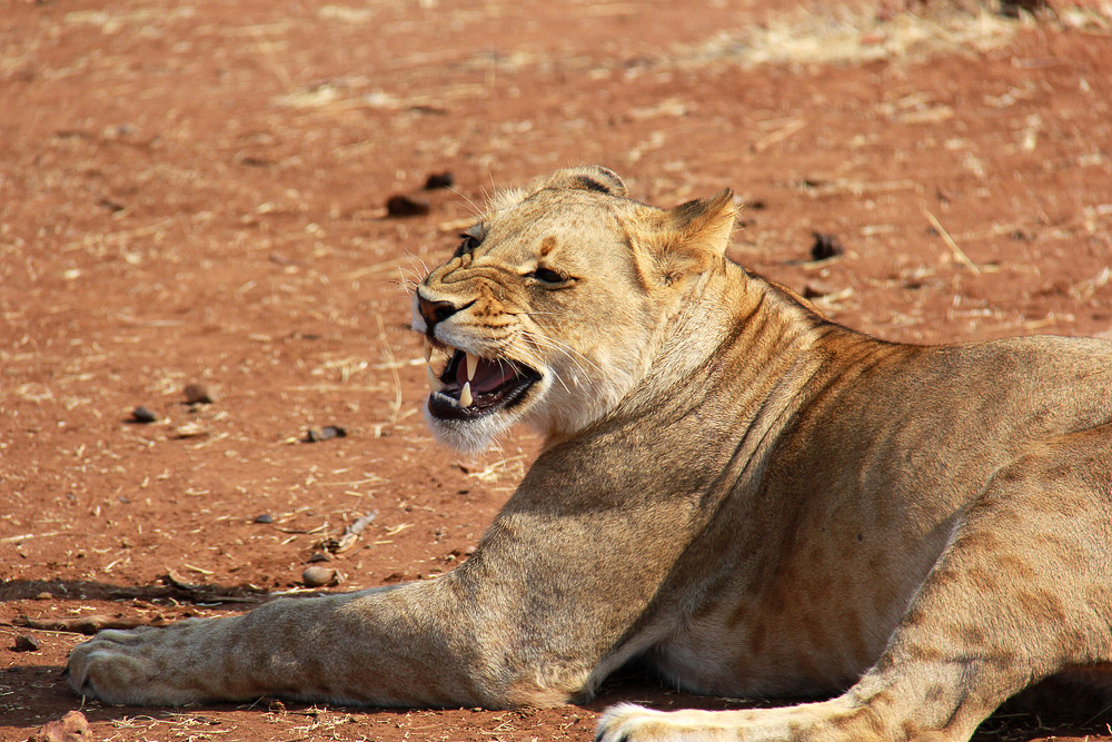 Una leonessa ci mostra i suoi letali canini