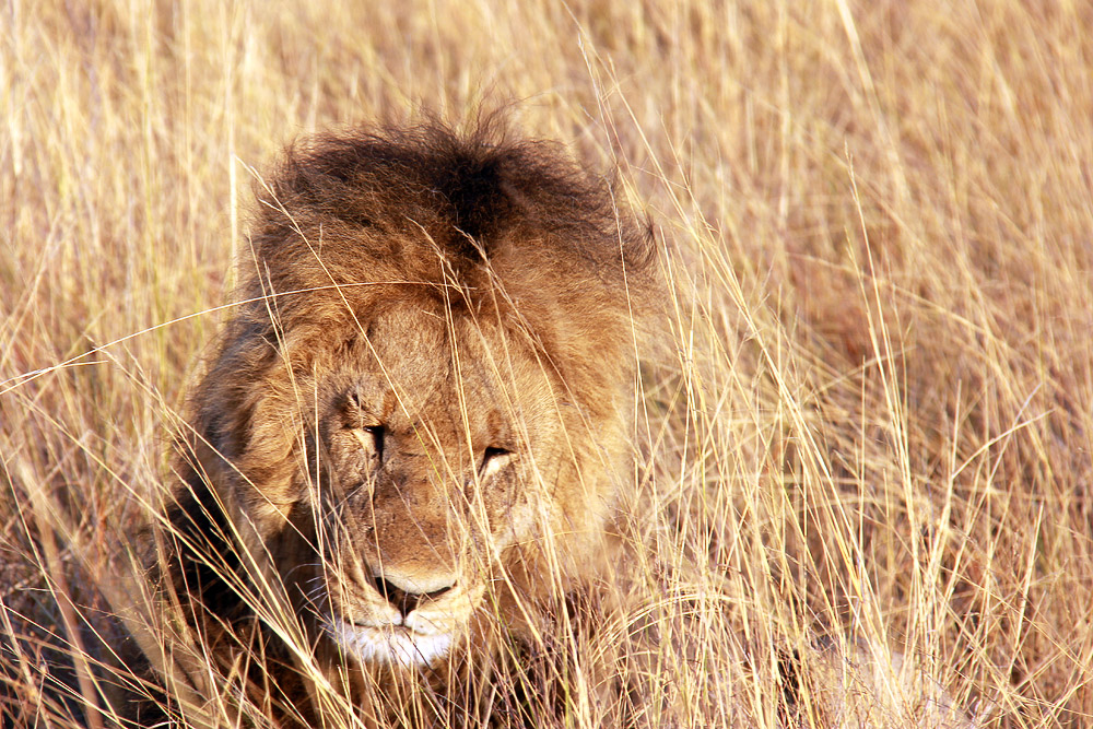 Un ultimo, regale, saluto dal Botswana