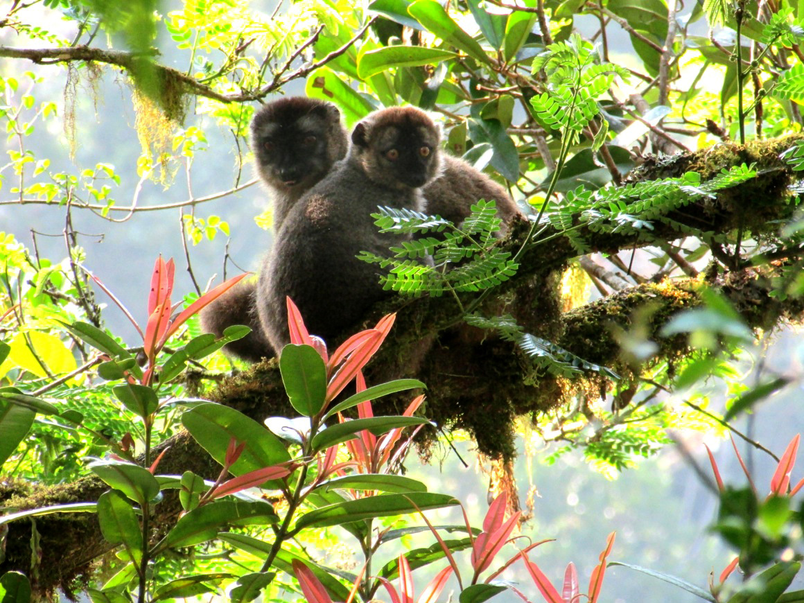 Lemuri tra le foglie