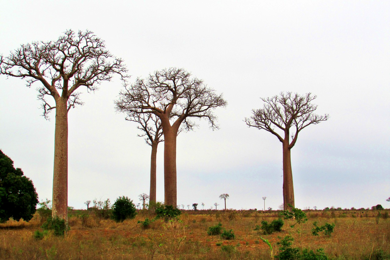 Baobab giganteschi