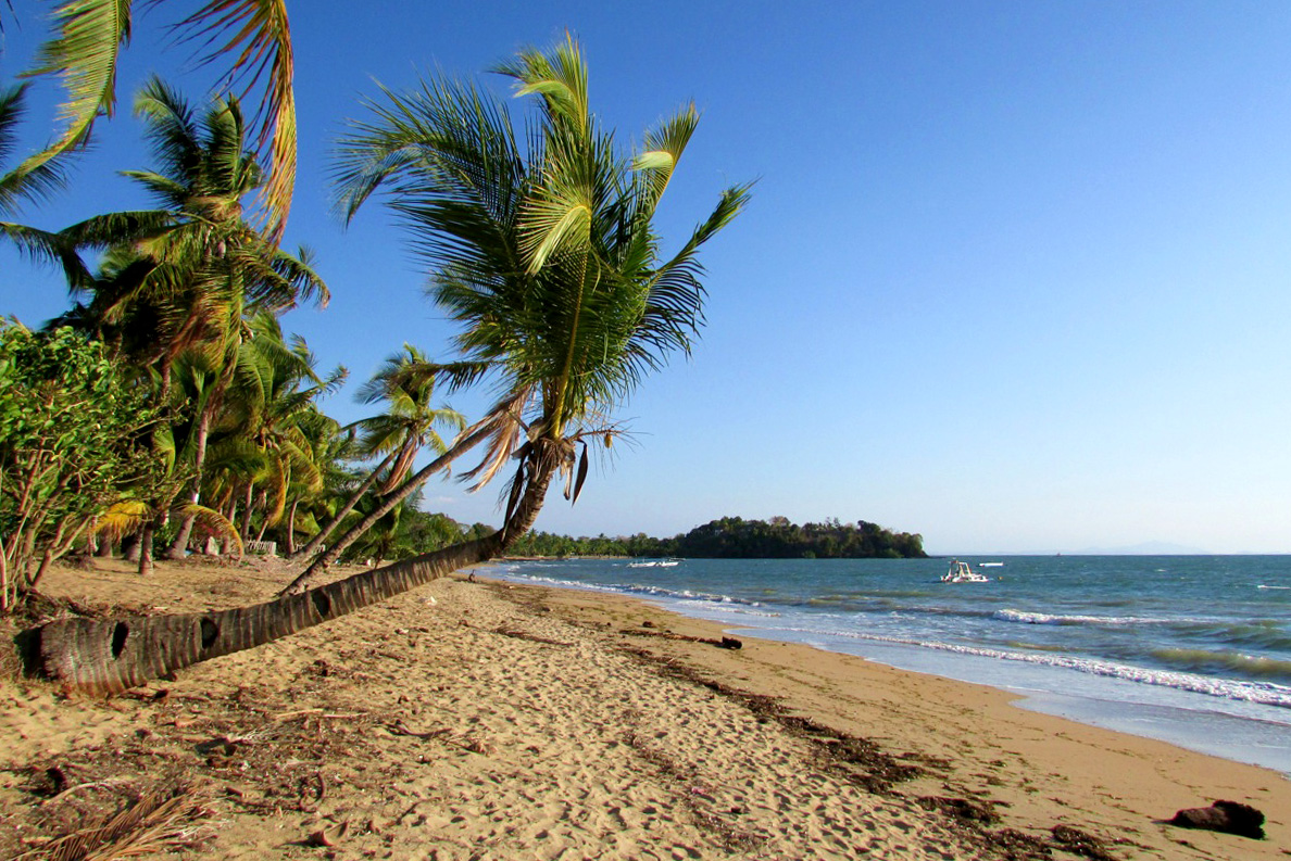 Spiaggia e palme