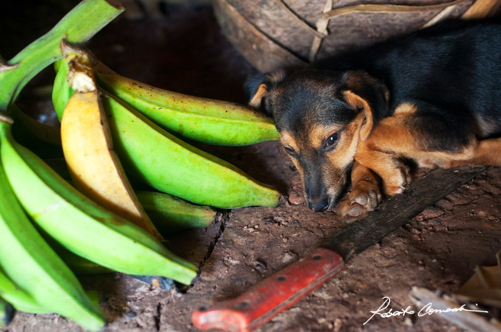 Banane, machete e cuccioli: la vita nella maloca