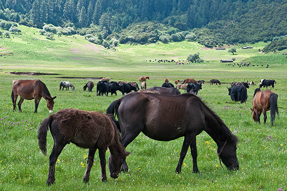 I robusti cavalli tibetani, ambita merce di scambio dai cinesi