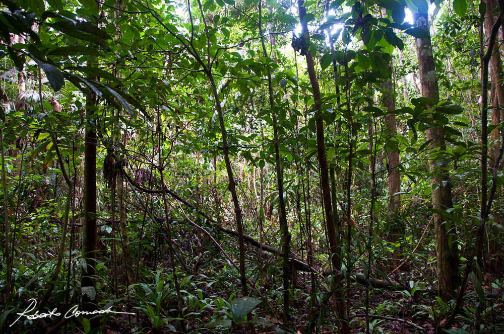 Il fitto della foresta amazzonica
