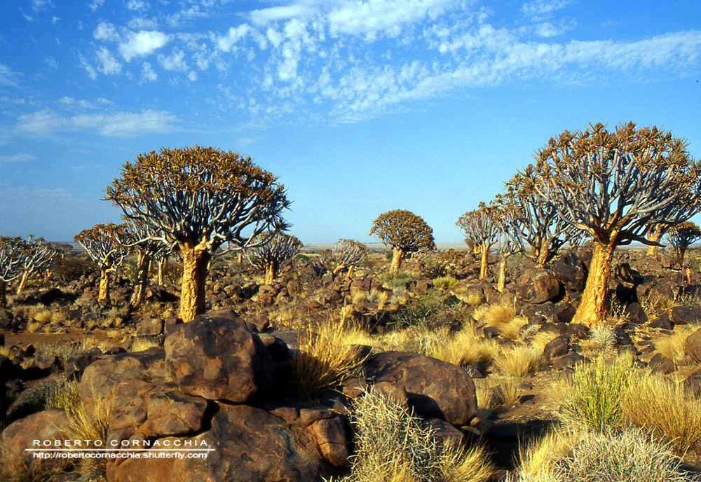 La surreale foresta di kokerboom, dalle parti di Keetmanshoop - Archivio Fotografico Pianeta Gaia