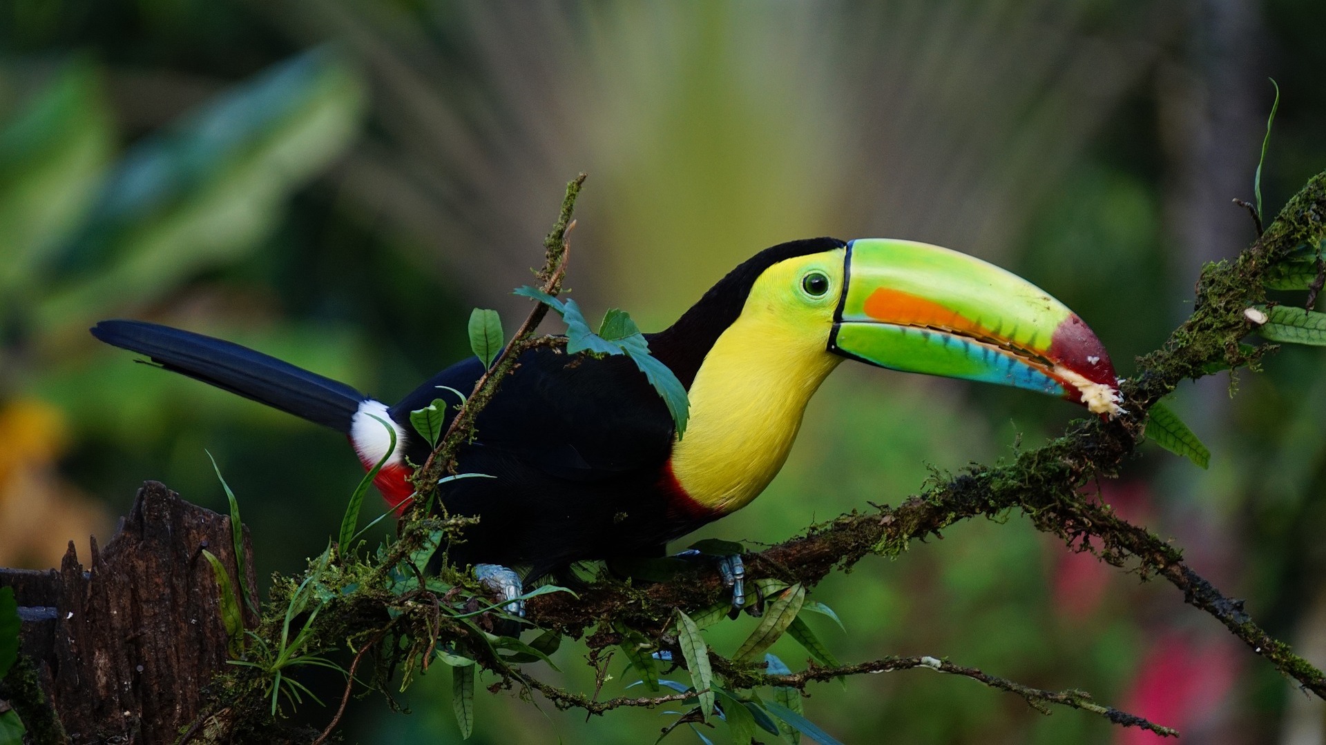 Costa Rica e Panama