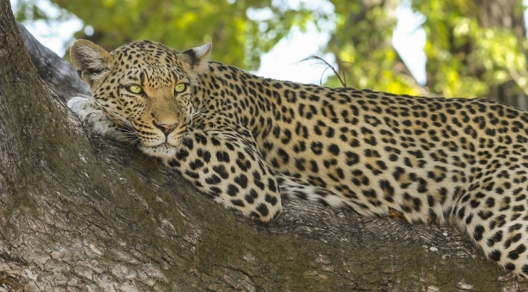 Botswana e Victoria Falls