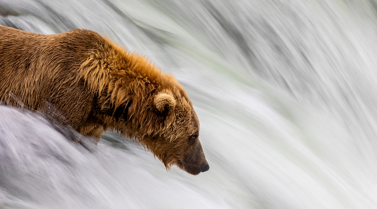 Alaska: nelle terre selvagge