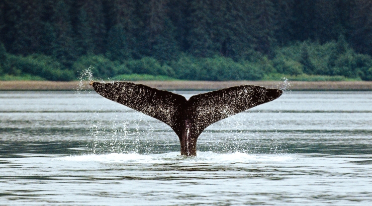 Alaska, into the Wild