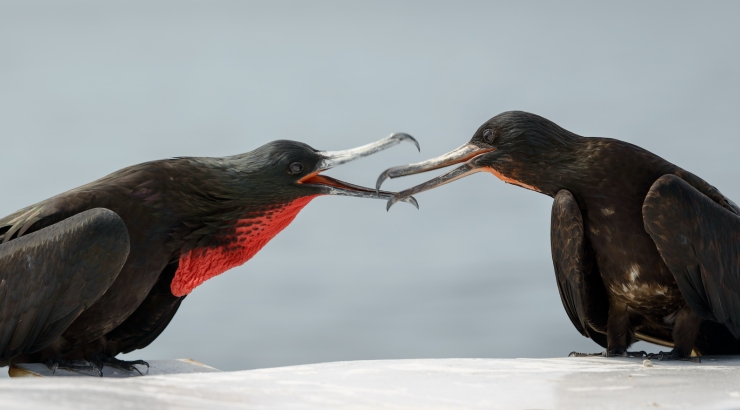 Ecuador e Galapagos