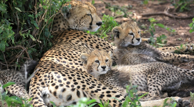 I migliori safari africani