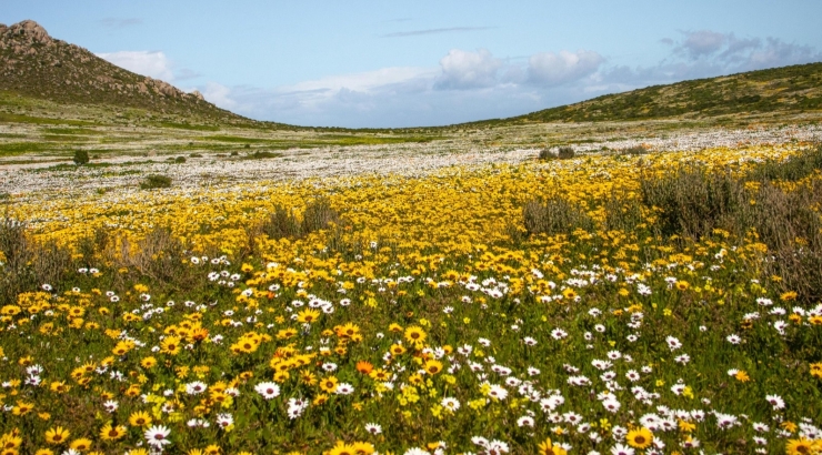 Dalla Namibia a Cape Town: la fioritura del Namaqualand