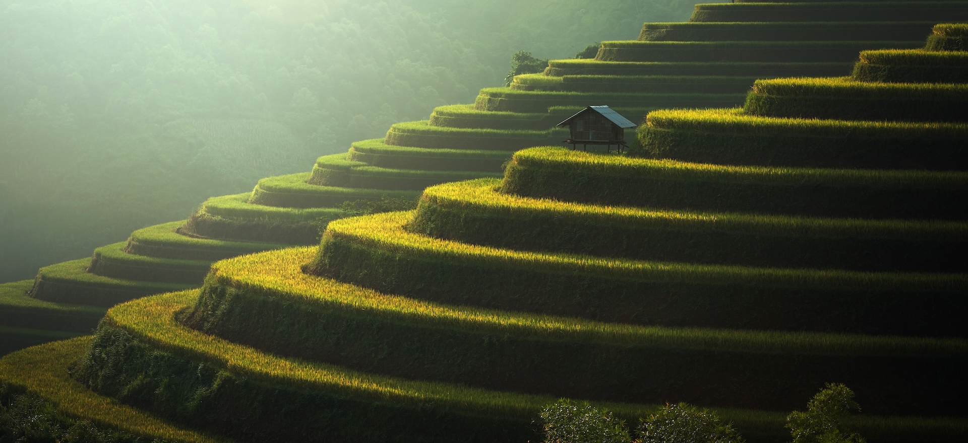 risaie vietnam