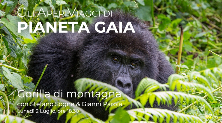 Uganda: Gorilla di Montagna