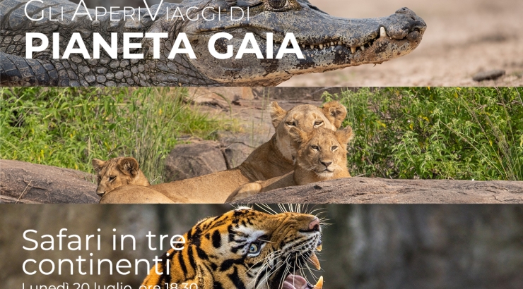 Safari in tre continenti
