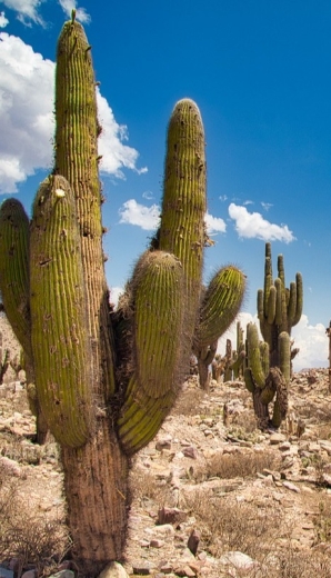 Parque de los cardones