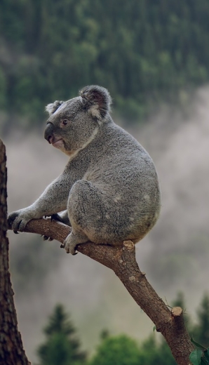Un Koala