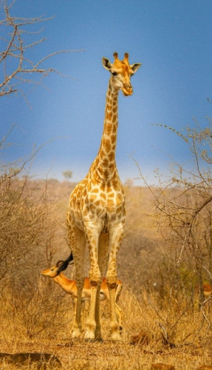 Giraffa