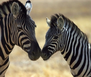 Zebre