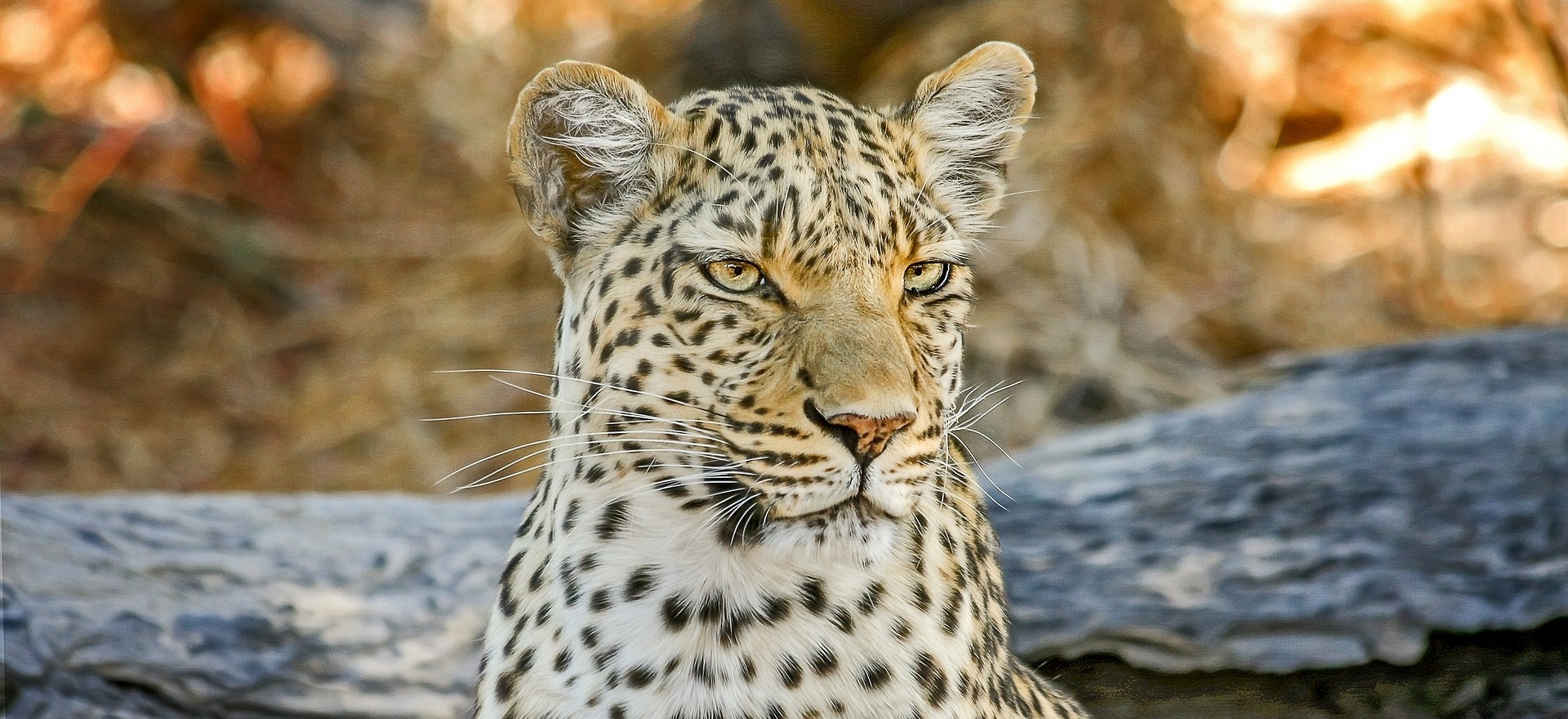 leopardo su albero