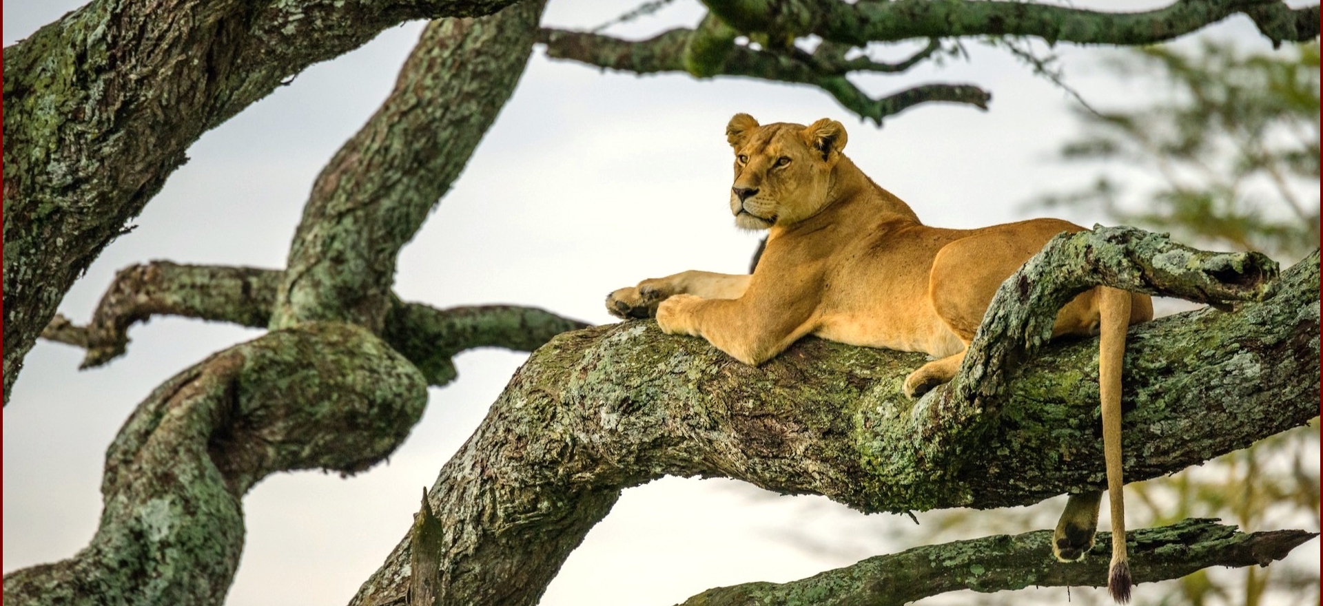 leone su albero