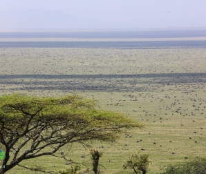 Serengeti
