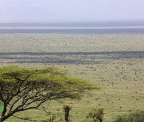 Serengeti