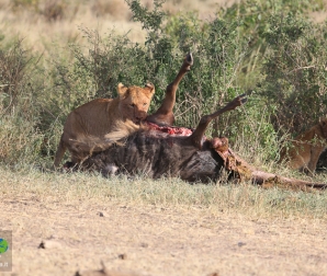 Nogorongoro