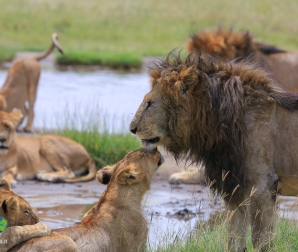 Leoni nel Serengeti