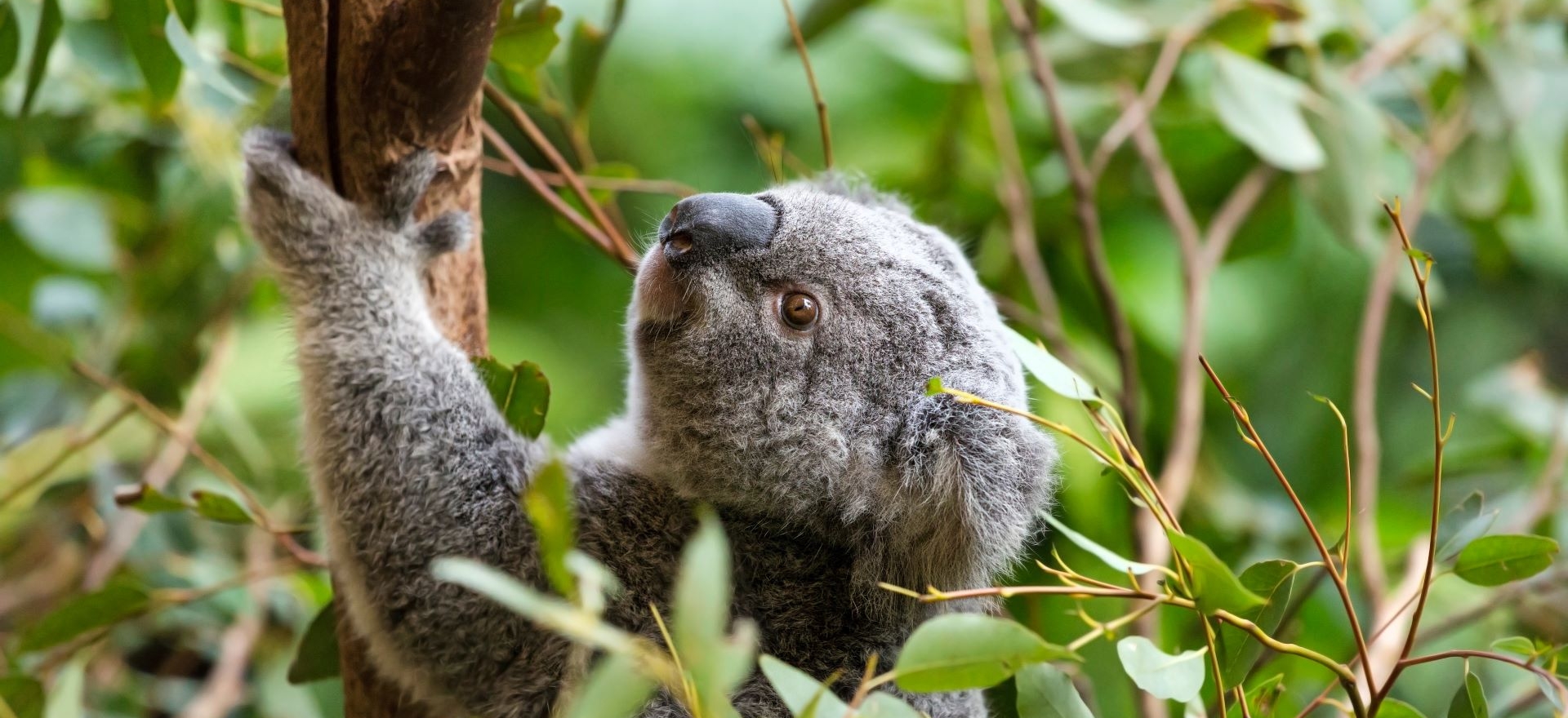Un koala in Australia