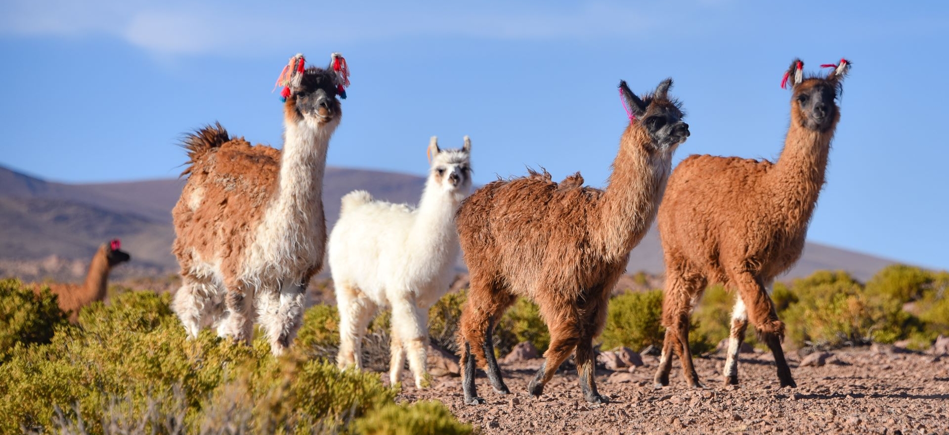 Gruppo di Rhea americana nella Riserva Nazionale Eduardo Avaroa, Uyuni, Bolivia. 