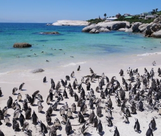 Boulder's Beach (Simons Town)