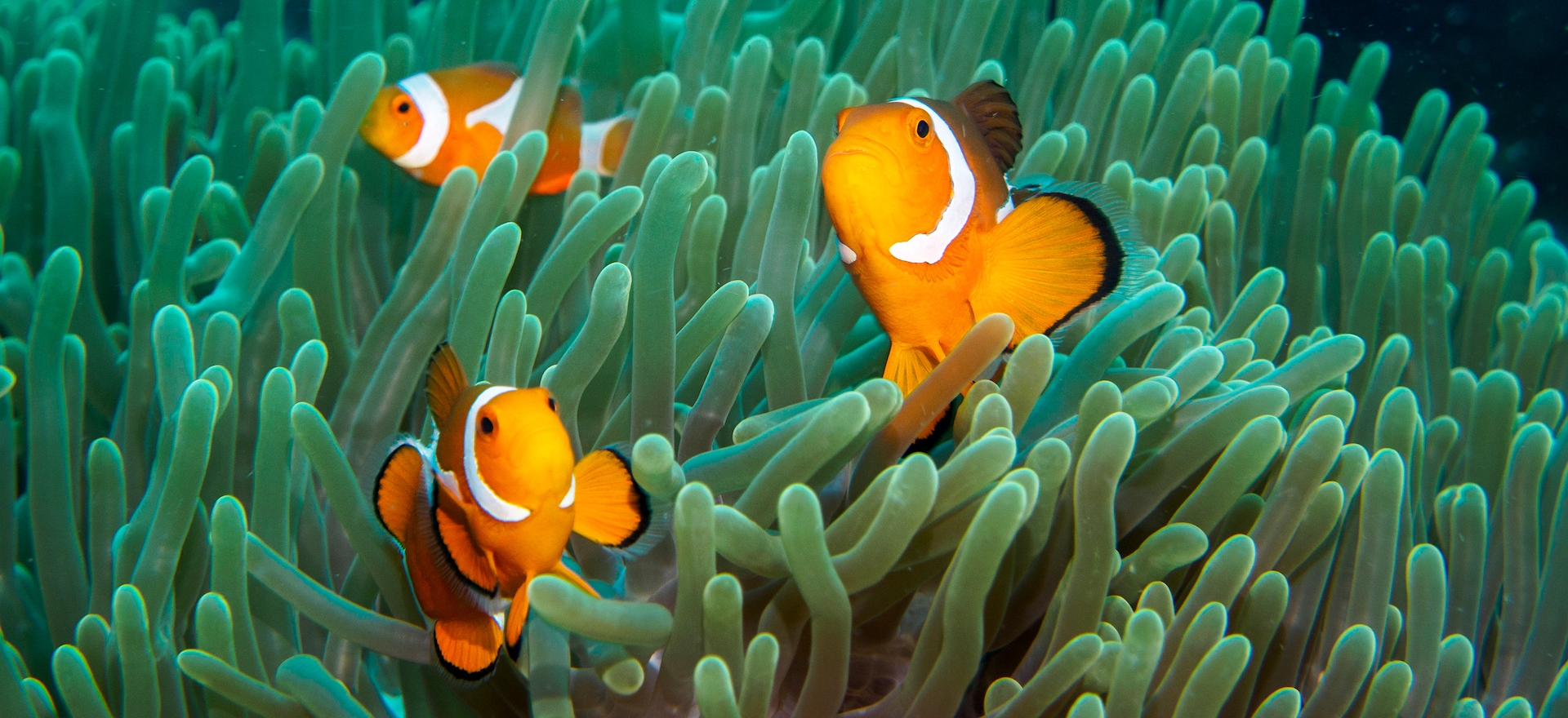pesci in barriera corallina