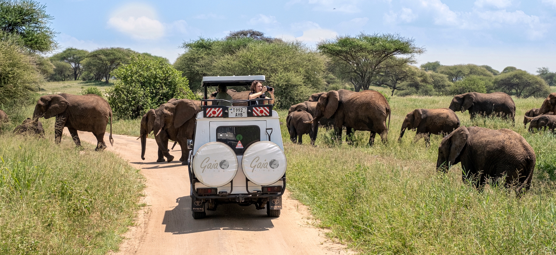 Elefante nel Maasai Mara